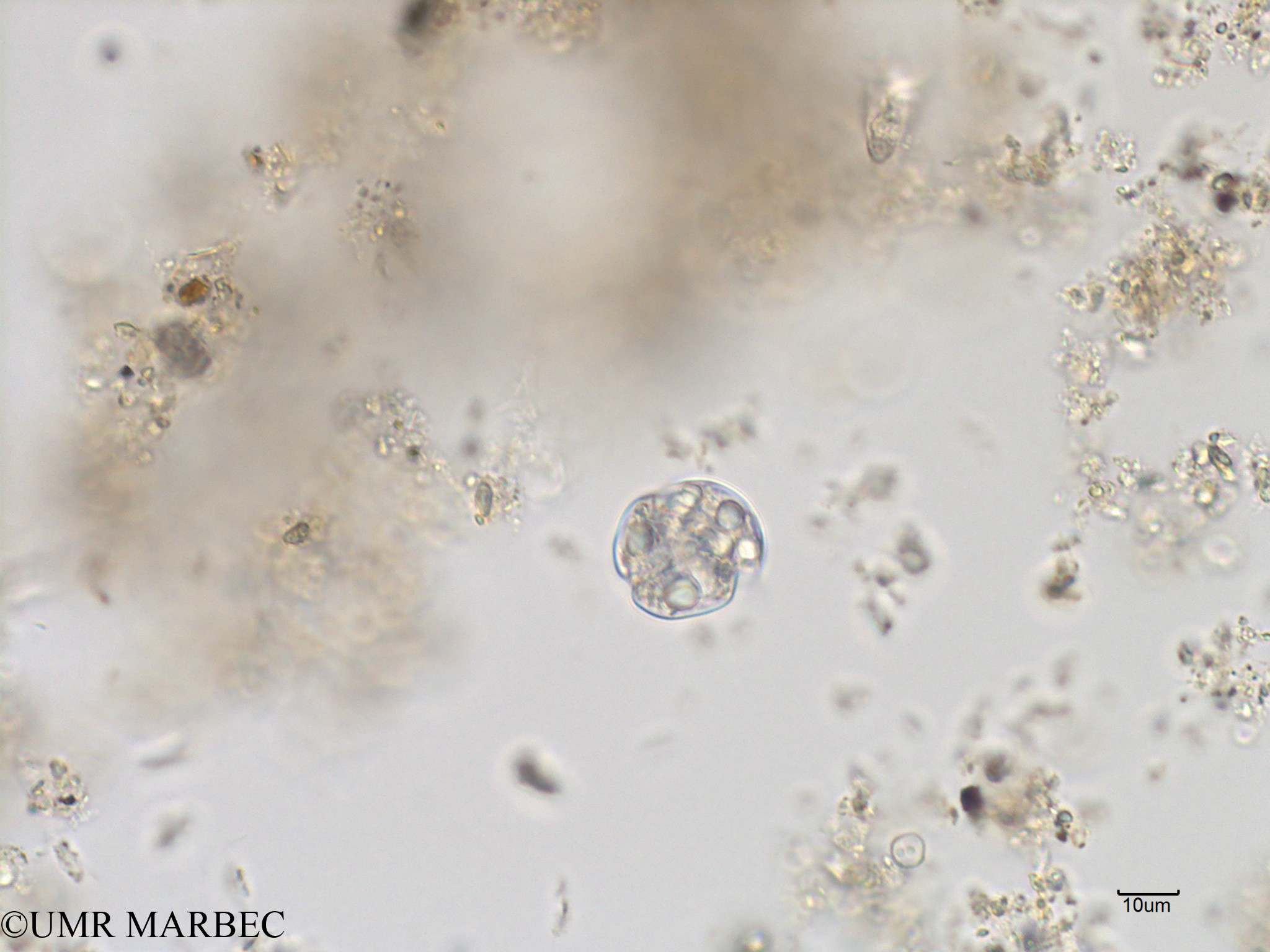 phyto/Bizerte/bizerte_bay/RISCO November 2015/Karlodinium spp (Baie_T1B-Karlodinium Charaf-5).tif(copy).jpg